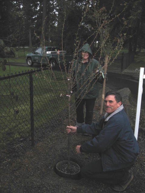 Arbor Day, Erin steadies the tree, IMG_0810