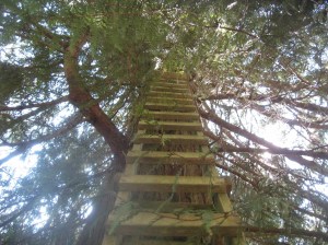 Cedar Creel treehouse, the old ladder, IMG_1219