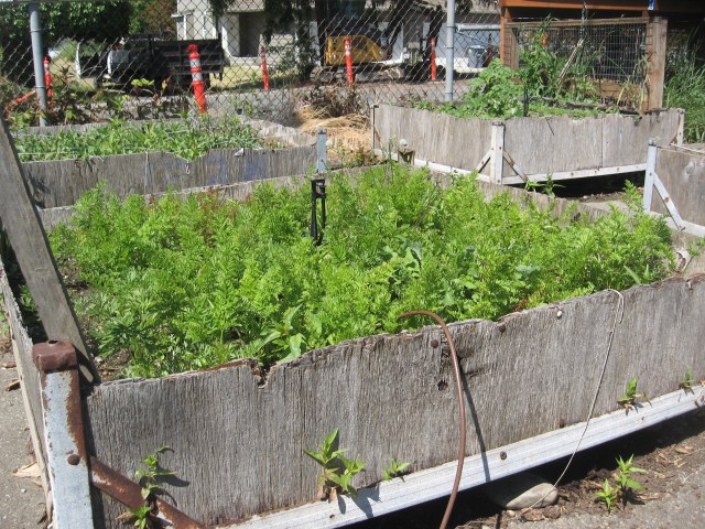 BSD, Larry Owens, carrots box, IMG_1838