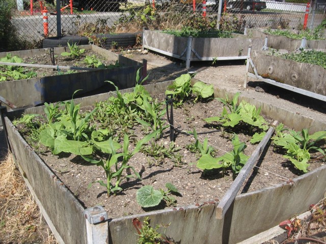 BSD, Larry Owens, the three sisters, IMG_1839