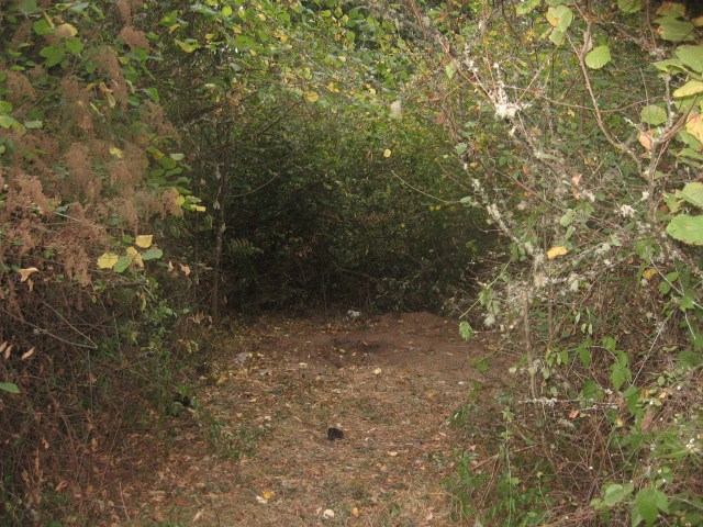 Corei Lewis, the clearing, IMG_2276