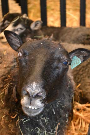 MEN Fair, Heritage-Sheep