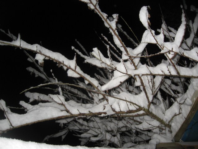 Snow, Feb. night, branches, great, 2014