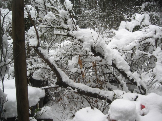 super-bpwl-snow-2-5-17-3